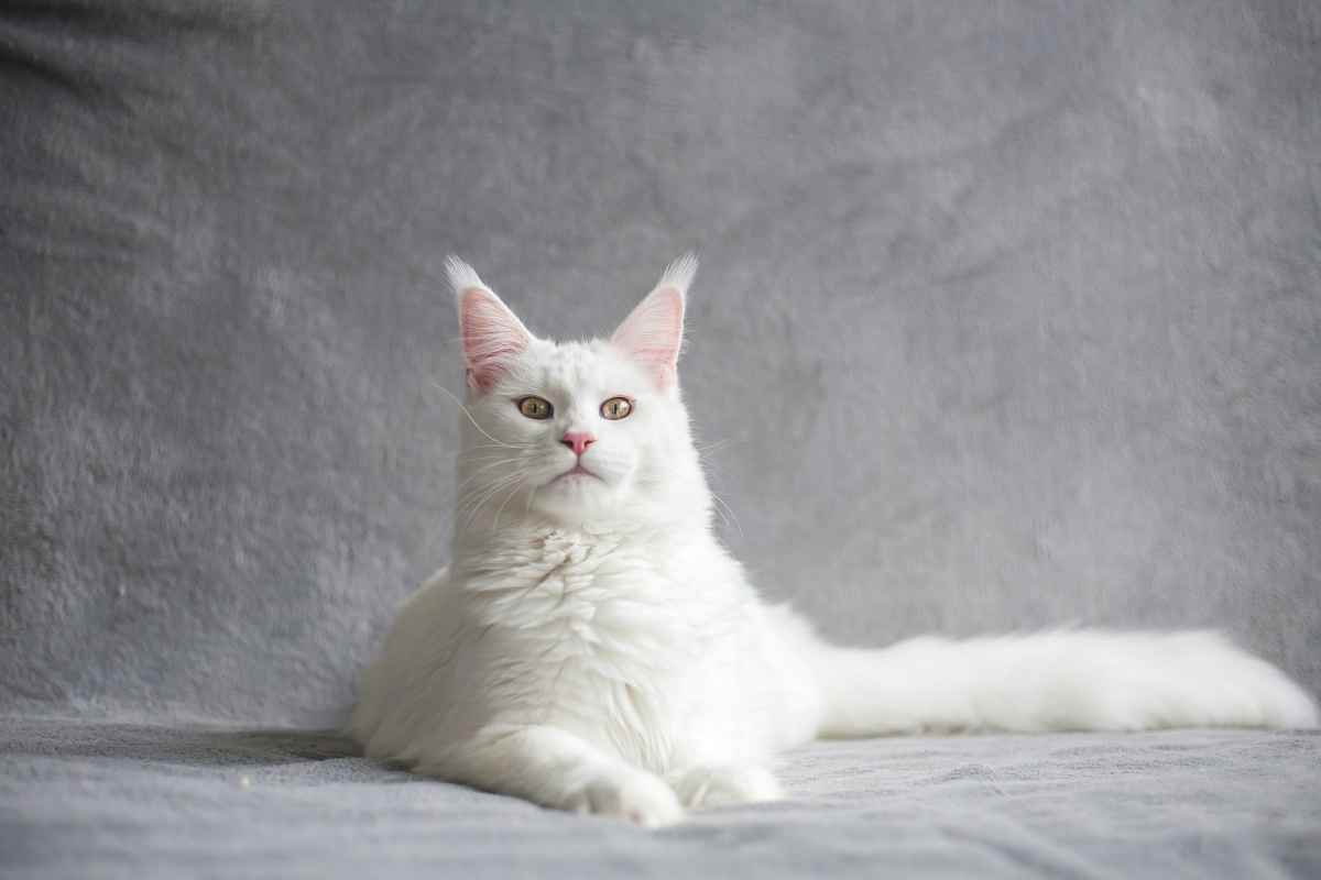 linguggio-gatto